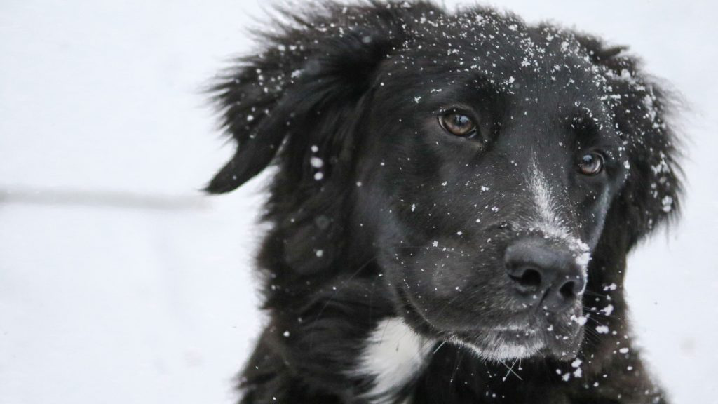 Ask Congress to Outlaw Dog and Cat Meat in the U.S.